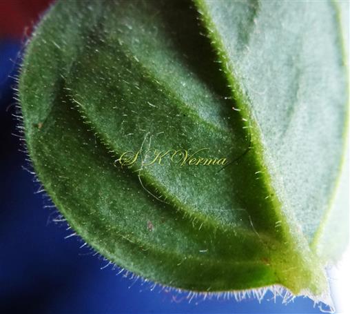  Leaf (Abaxial View)